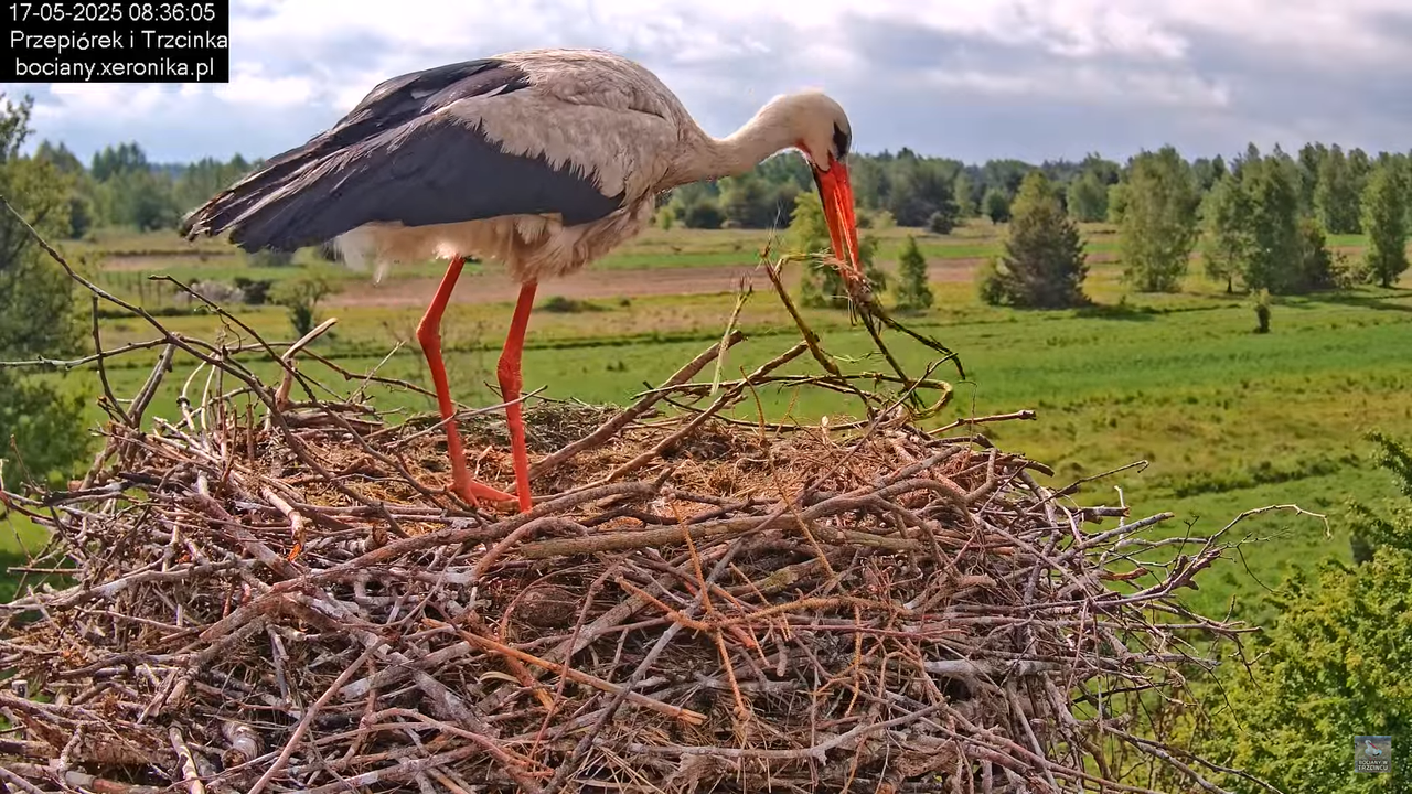 17052025bociany13