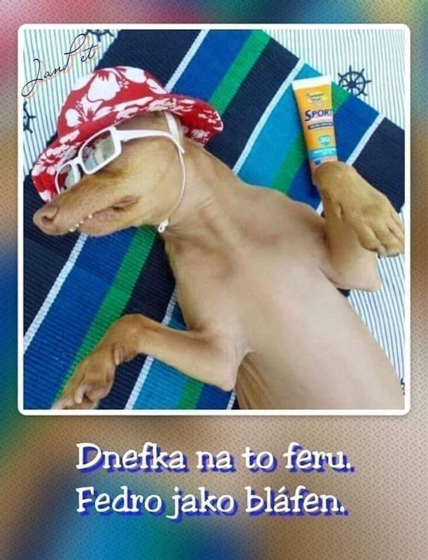 Den-vedro-pes