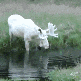 GIFs-1