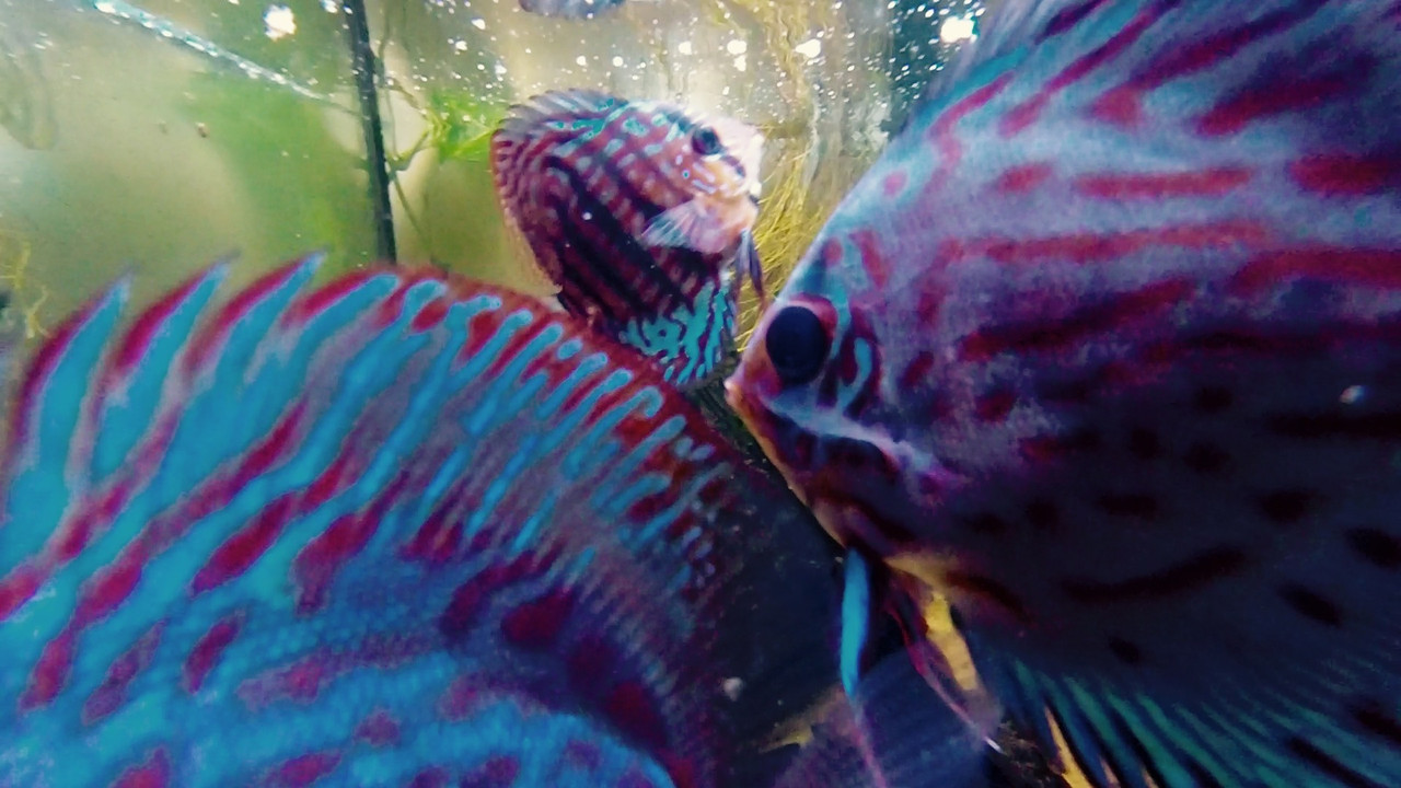 225FA069-E835-4022-A7CE-F0E73C1C0172