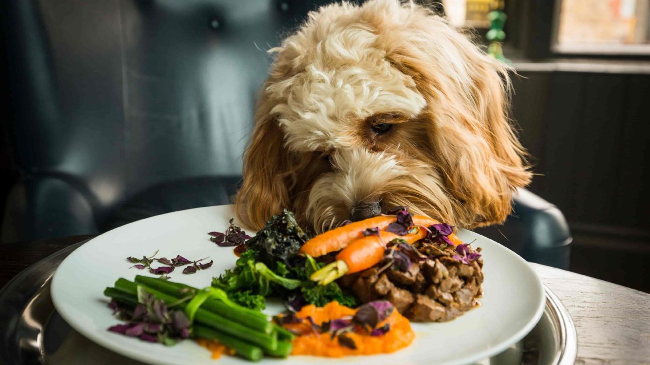 ¿Los perros pueden comer gelatina?