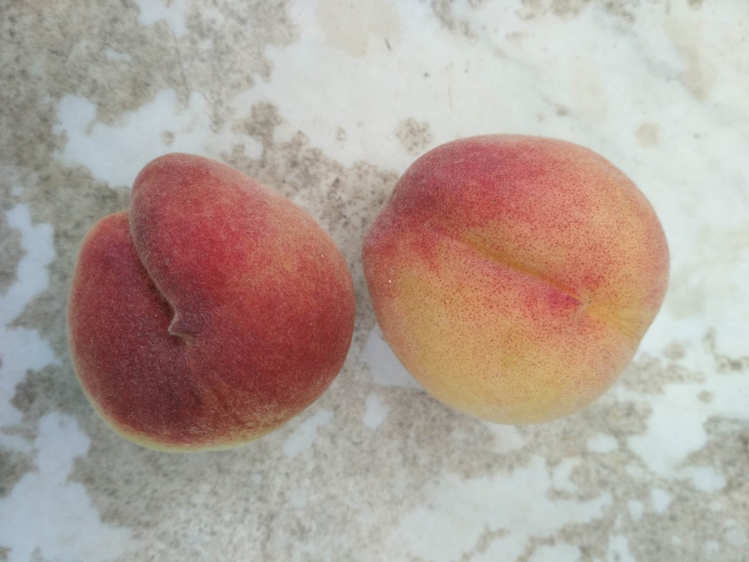 180630_erste Pfirsiche FRÜHER ROTER INGELHEIMER