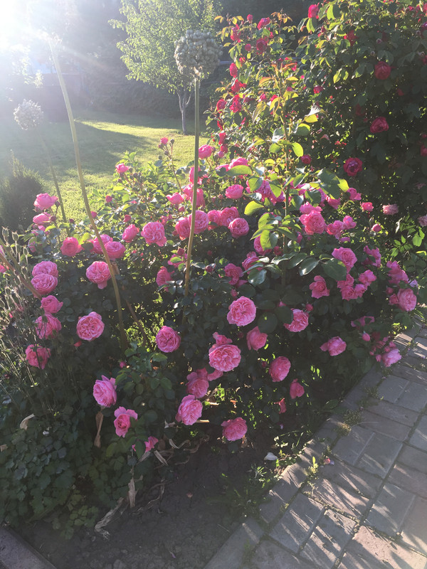 90659E4B-3436-4BD1-9F65-139BD18C4DBA