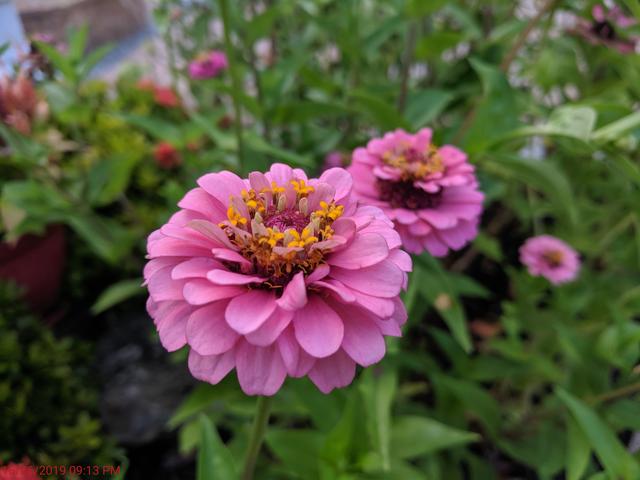 [Image: IMG-20190616-201108.jpg]