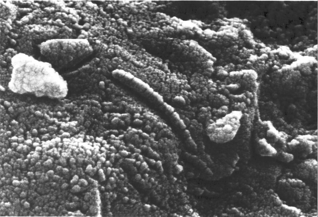 Elektronmikroskopi afslørede kædestrukturer, der ligner levende organismer i meteoritfragment ALH84001