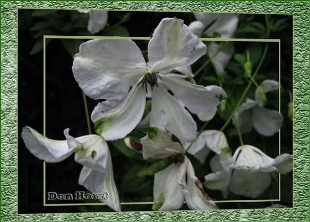 CLEMATIS-VIT-ALBA-LUXURIANS