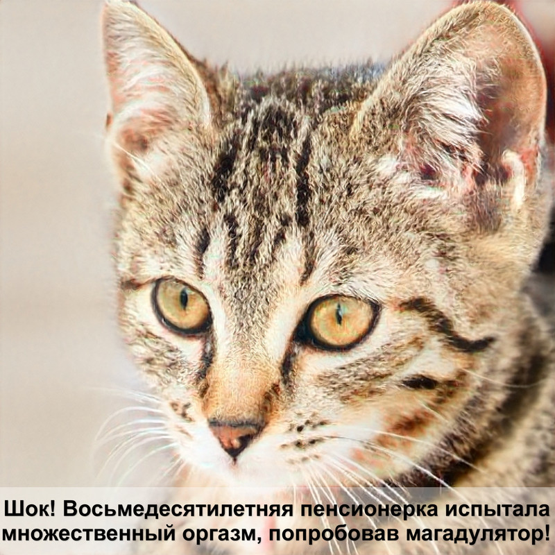 шотландский голубого окраса