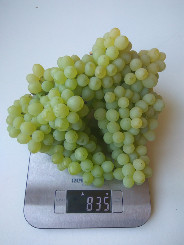 Кишмиш 342 две грозди на одном побеге фото от 22.08.2018..