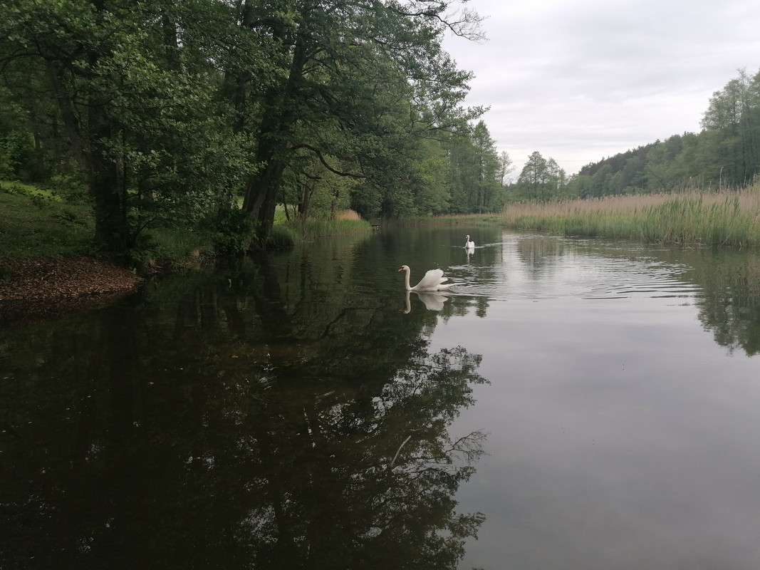 03.02 - IMG_20210601_081112 (Czesio1)