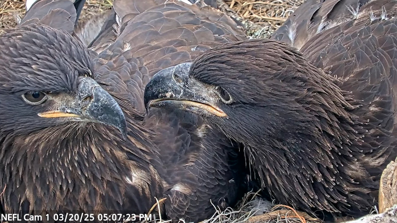 NEFL Cam 1 — tiešraidē Bald Eagle Cam 3-7-40 screenshot