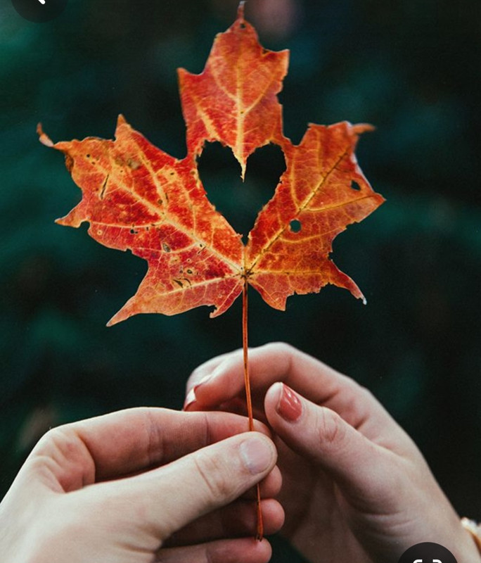 Screenshot_20240214_175411_Pinterest