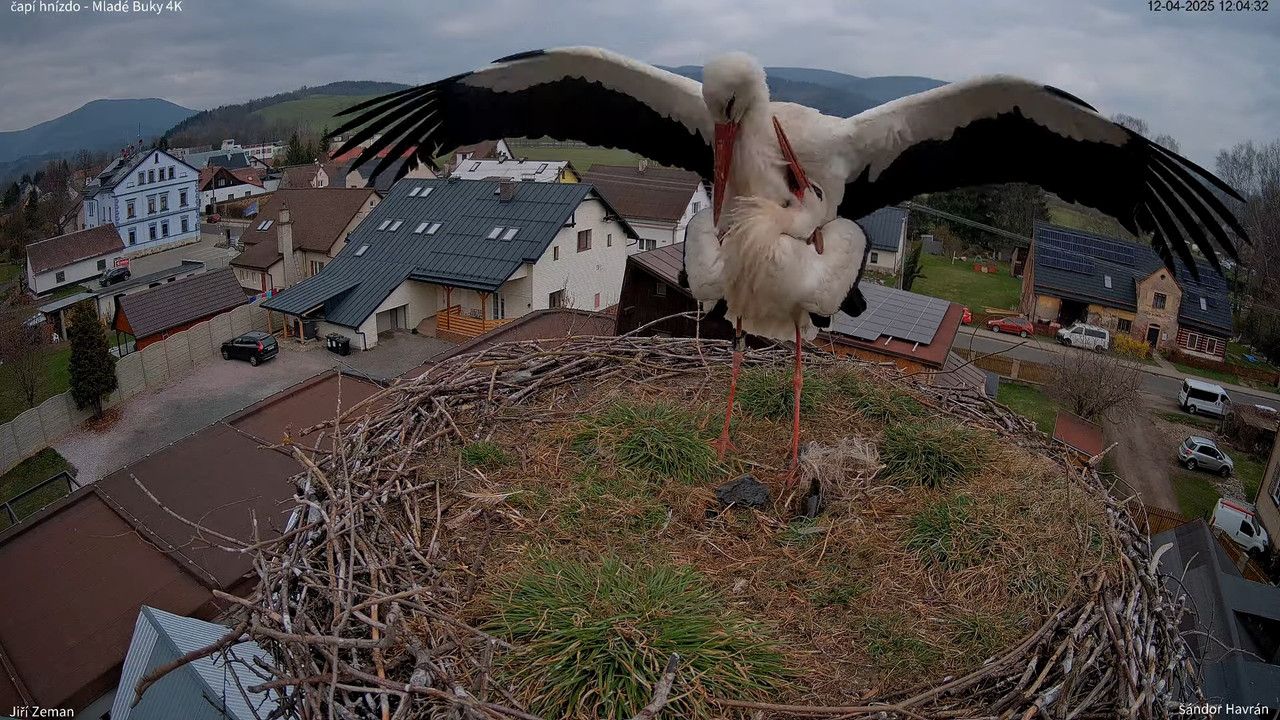 Tiešraides kamera — Mladé Buky — stārķa ligzda 4K 14-17-23 screenshot