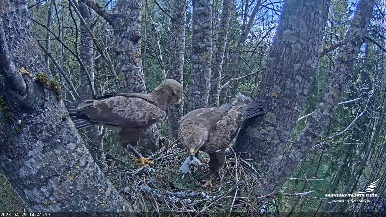 LVM Mazais ērglis Aizkuja, apse 2 - Lesser Spotted Eagle 12-0-38 screenshot