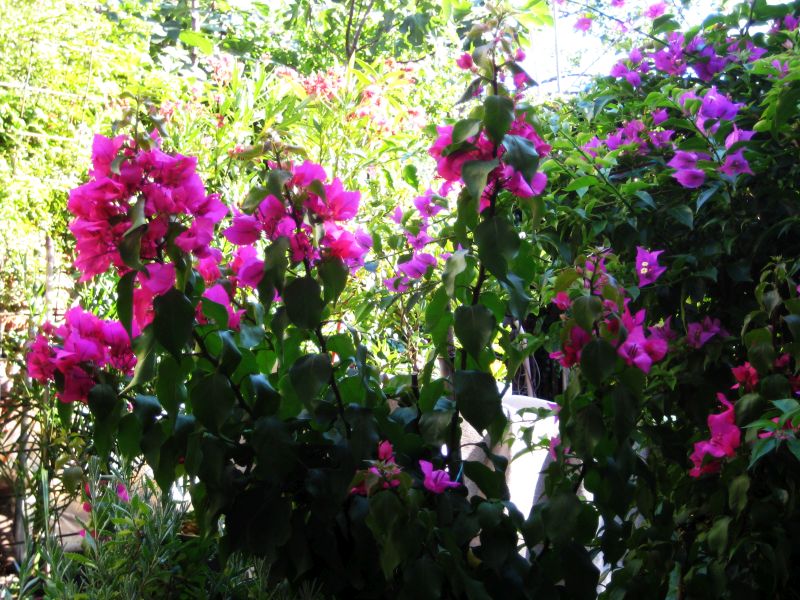bugenvilije
