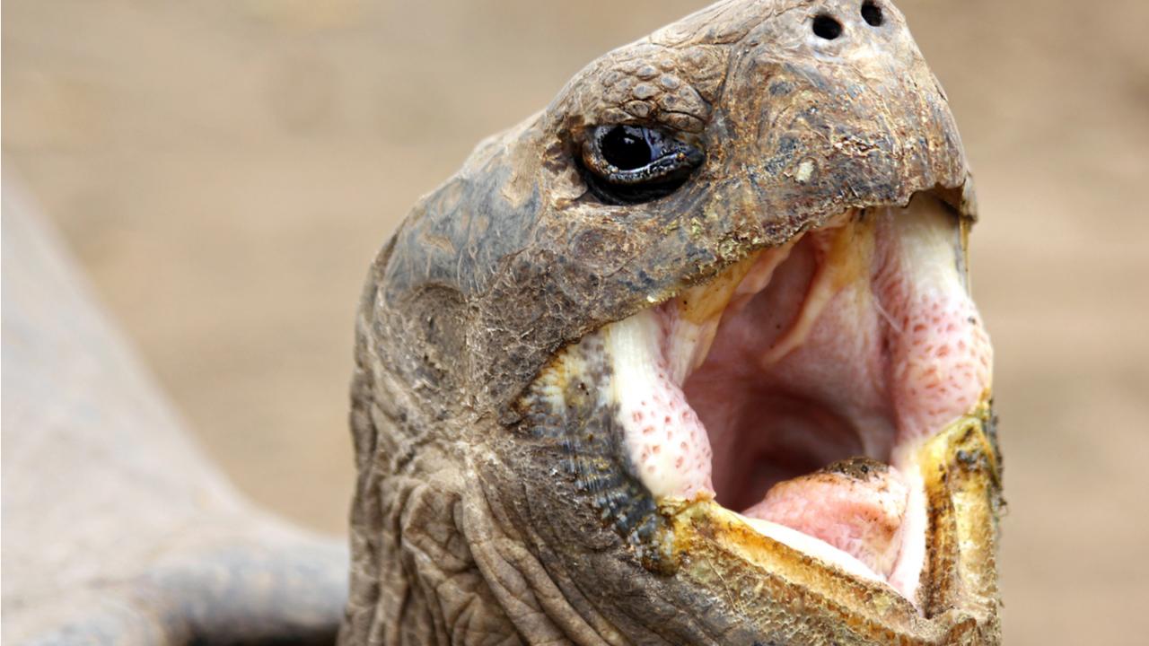 Cuatro virus son detectados en tortugas en las islas Galápagos