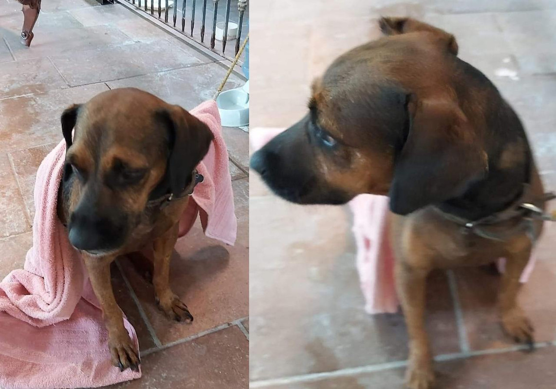 Historia de un perrito que iba a ser adoptado se viralizó; lo dejaron plantado