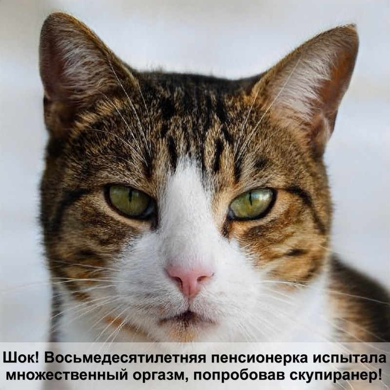 как выглядит беременная кошка