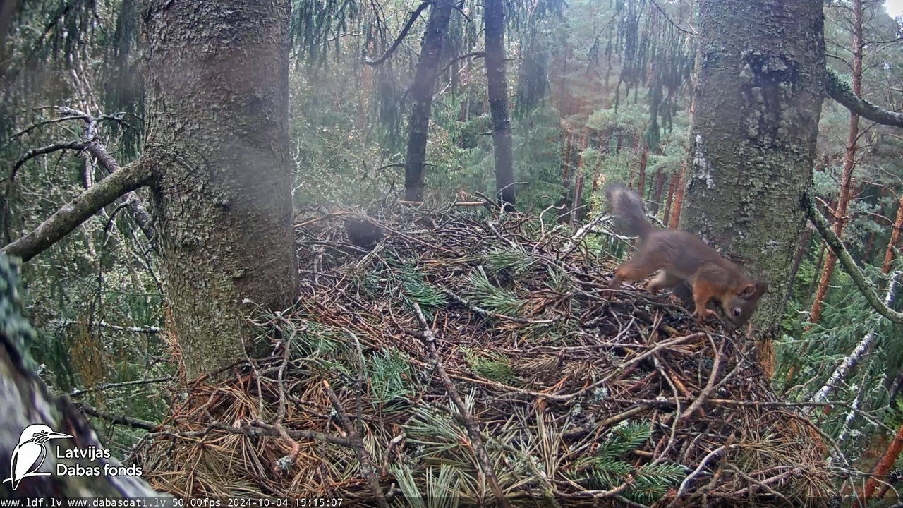 Mazais ērglis (Clanga pomarina), ligzda eglē __ Lesser spotted eagle in spruce, Zemgale, Latvia 5-58