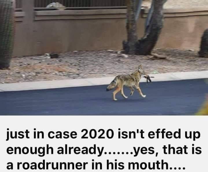 coronavirus-coyote-catches-roadrunner-in-2020.jpg