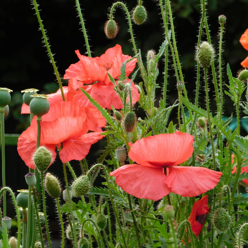 Дачное июль кудряшка , маус-машина и природа 097