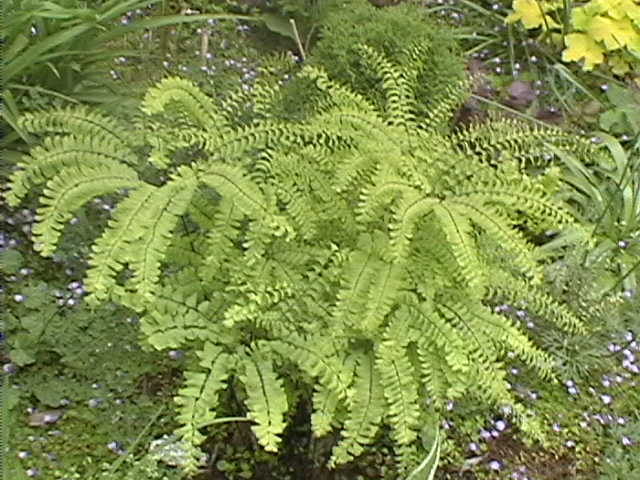 Adiantum pedatum
