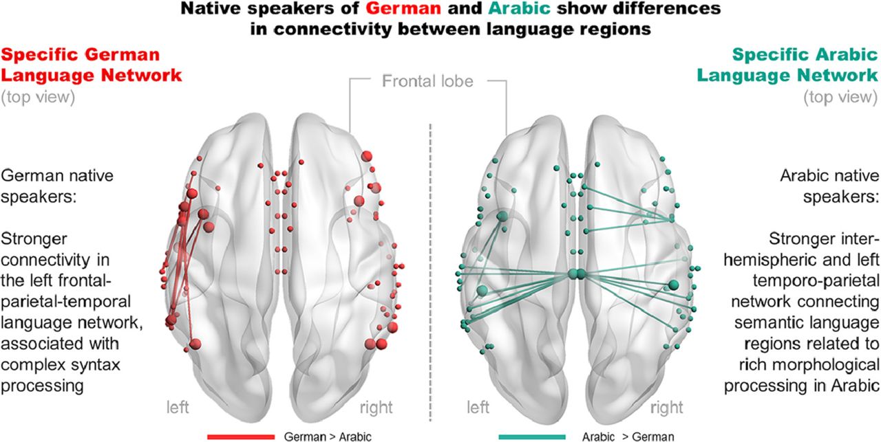 Native language differences in the structural connectome of the human brain