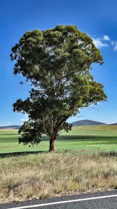 …and a tree