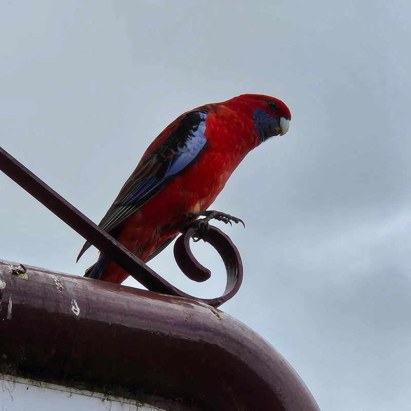 Crimson rosella
