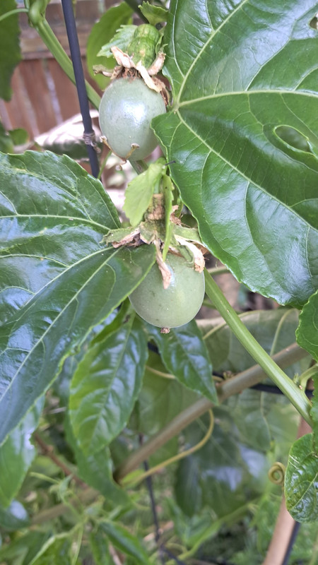 Maracujafruchtansätze 20250622_182838