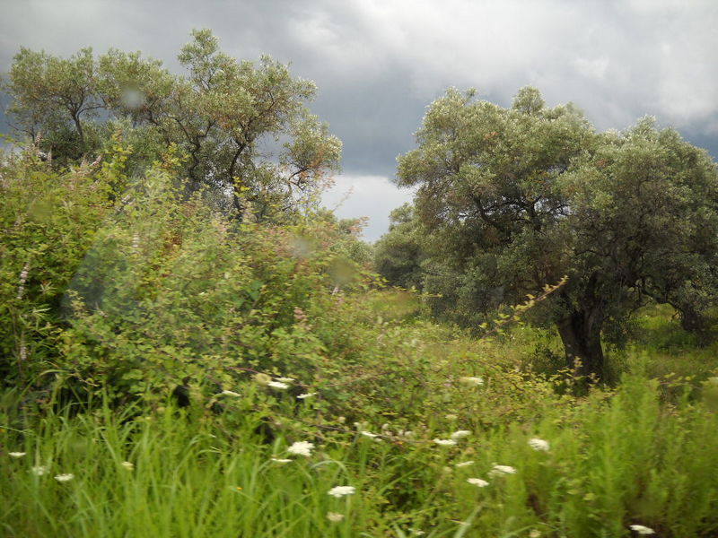 Slika