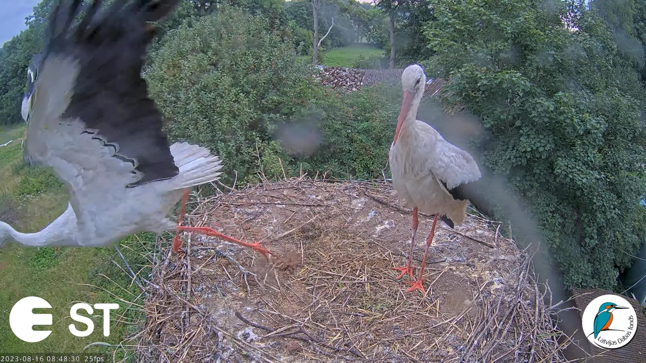 Baltie stārķi (Ciconia ciconia) Tukuma novadā - LDF tiešraide __ White storks in Tukums, Latvia 12-8