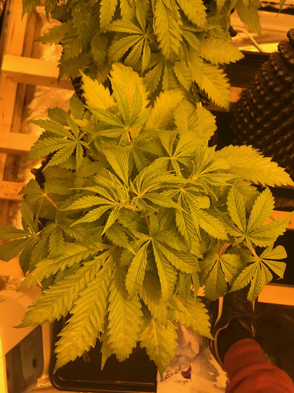 27CC519C-FB88-422F-920F-B13153FDAE63