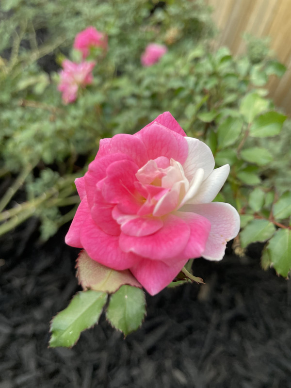 IMG 3747 — Postimages