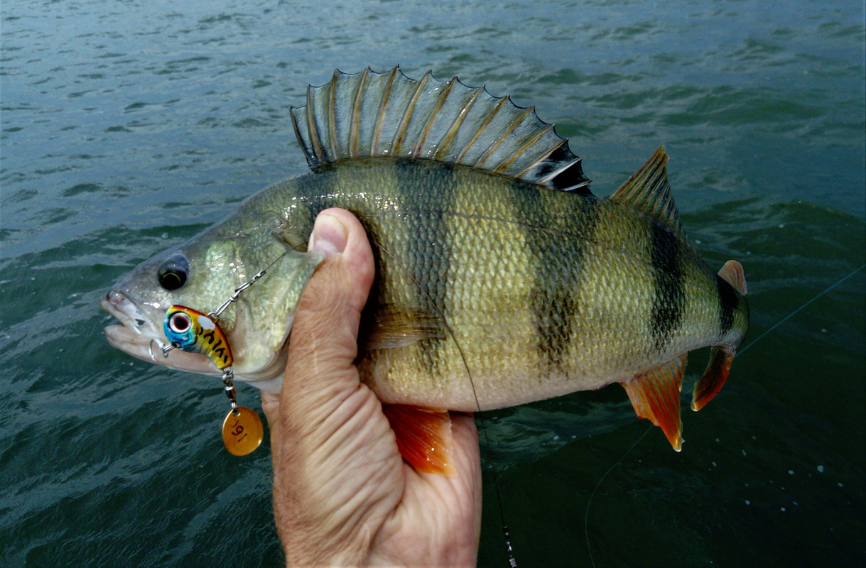 DSC_0966 — копия