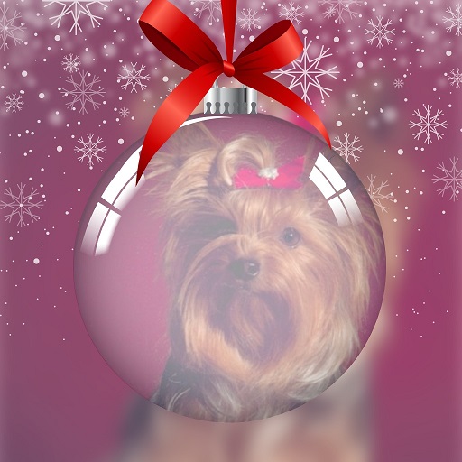 pixiz 21 12 2025 17 23 40