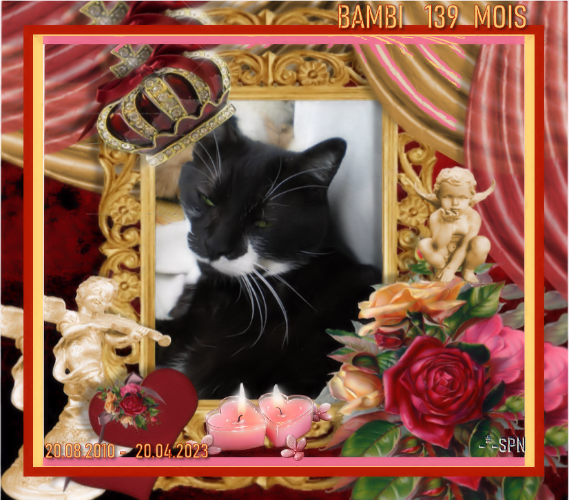 BAMBI-139-MOIS
