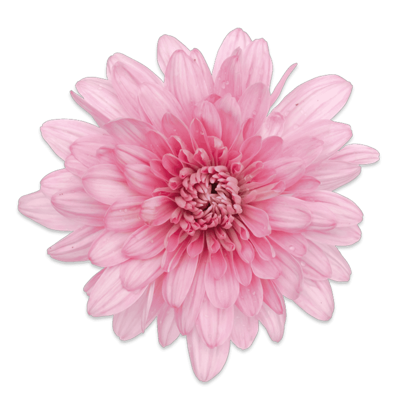 Precocita Eglantine