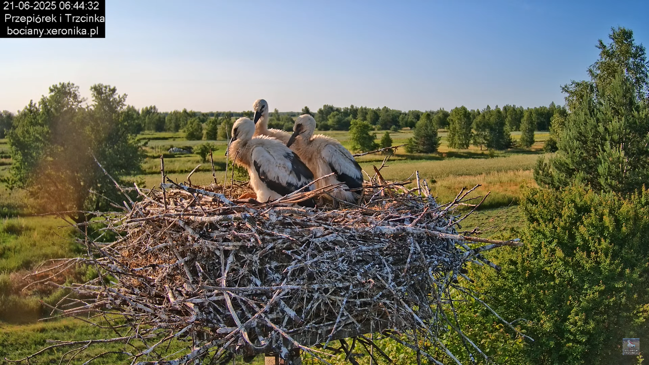 21062025bociany9