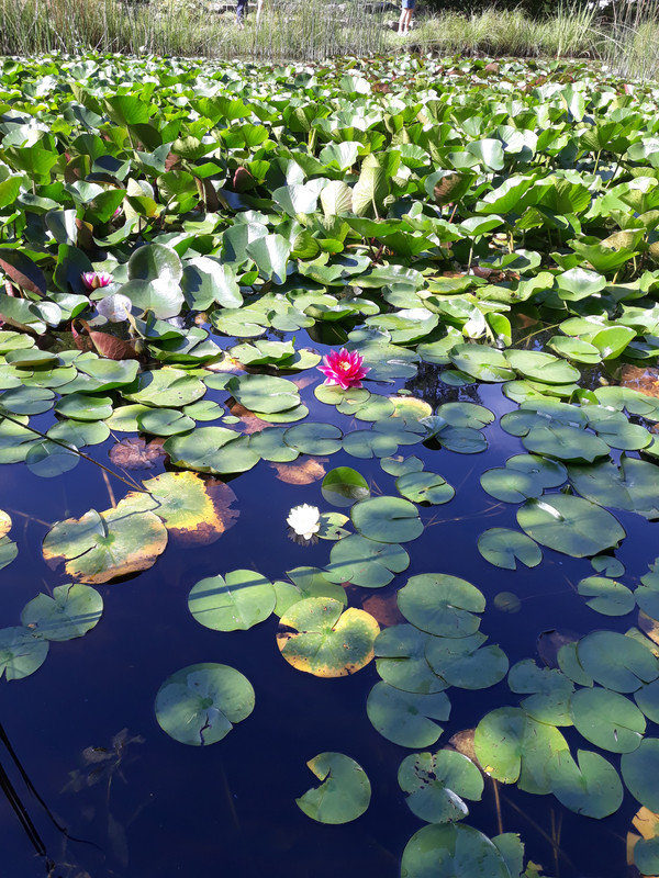 011 - 20200814_105817