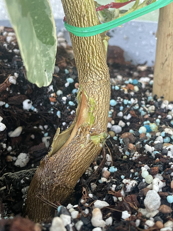 42266341-E4FD-4849-ADBA-D2BE4EBE5650