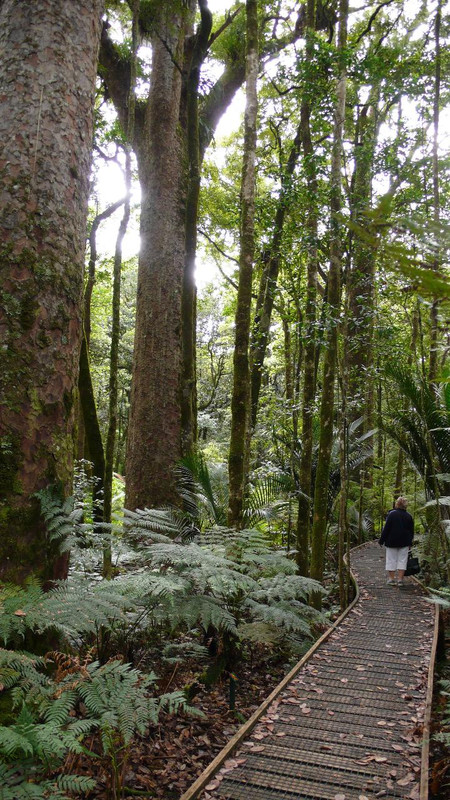 Bay Of Islands Cruise Ship Excursion with Glow Worm Caves | Shaara Deals