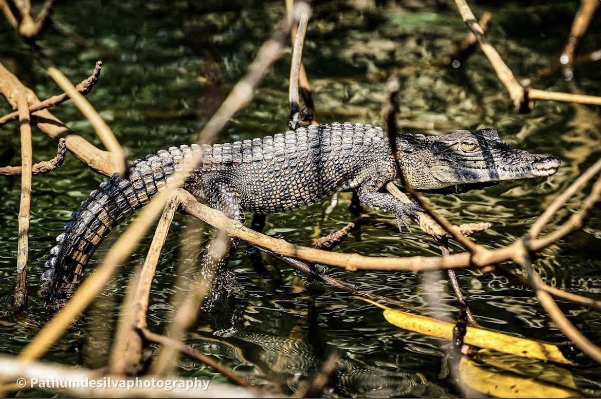 Crocodile 9