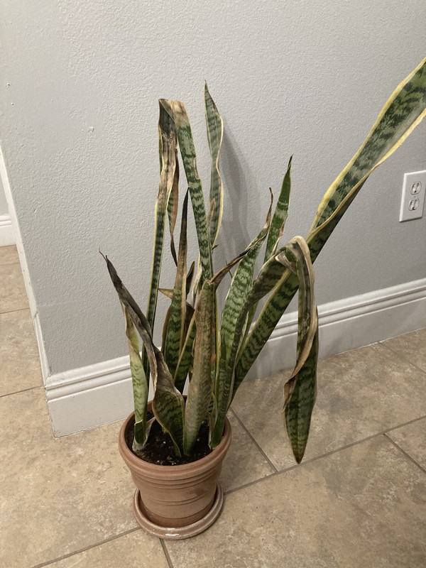 Snake Plant Dying and Not Sure Why r/houseplants