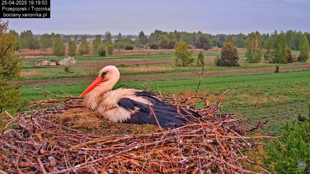 25042025bociany24