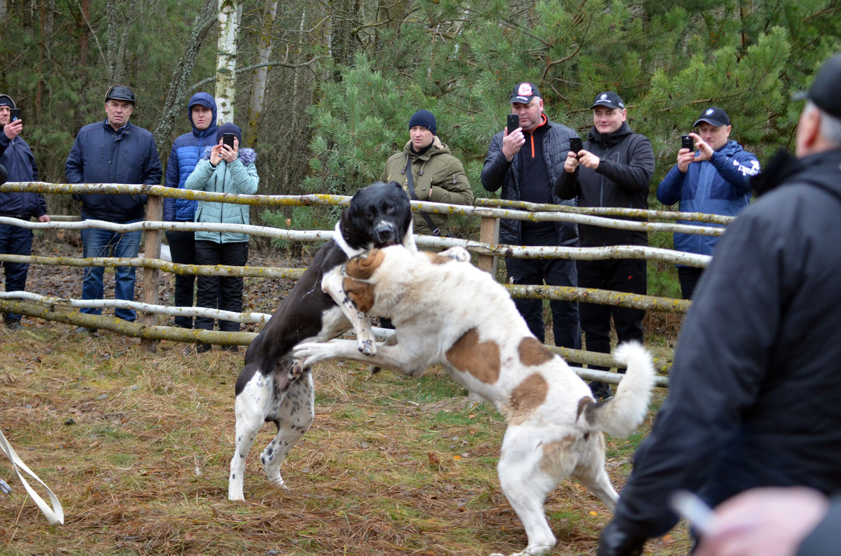 Халк - Сако (5)