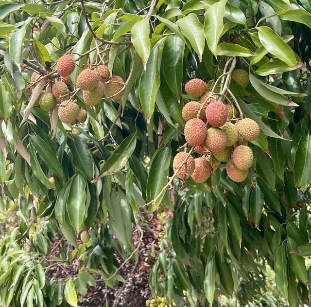 [Linked Image from i.postimg.cc]