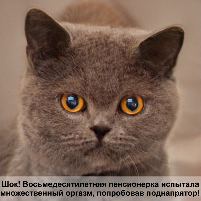 окрасы шотландских котов