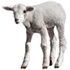 lamb