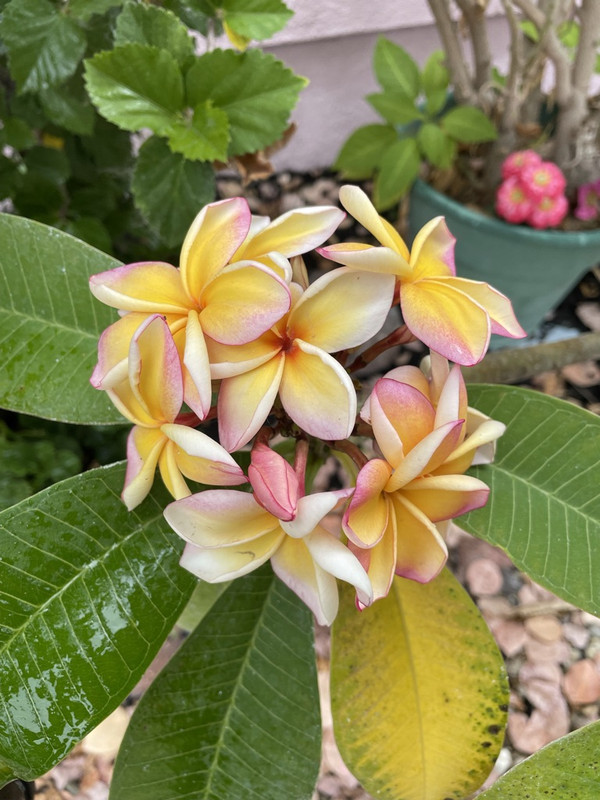 9B825834-85DC-485F-8E78-0E5843BC88EA_1_105_c