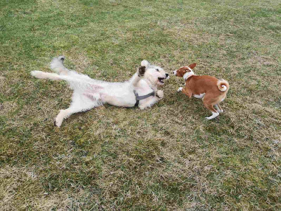 изображение_viber_2021-04-22_21-31-11